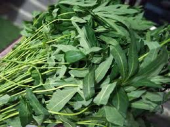 SAYUR DAUN SINGKONG SAYUR DAUN SINGKONG