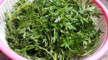 SAYUR KENIKIR