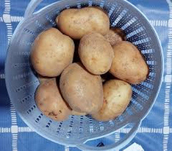 KENTANG KENTANG