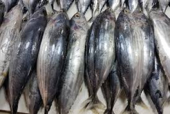 IKAN CAKALANG