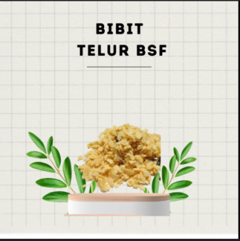 Telur lalat BSF