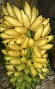 Buah Pisang