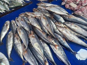 Ikan Laut Segar